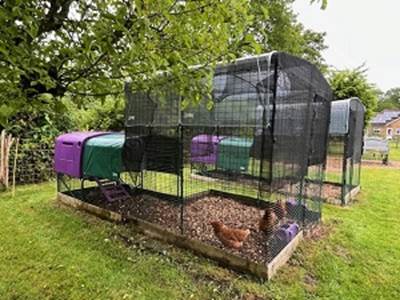 Chickens in a cage

Description automatically generated